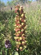 Image of Orchis wulffiana Soó