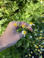 Plancia ëd Argyranthemum broussonetii (Pers.) C. J. Humphries