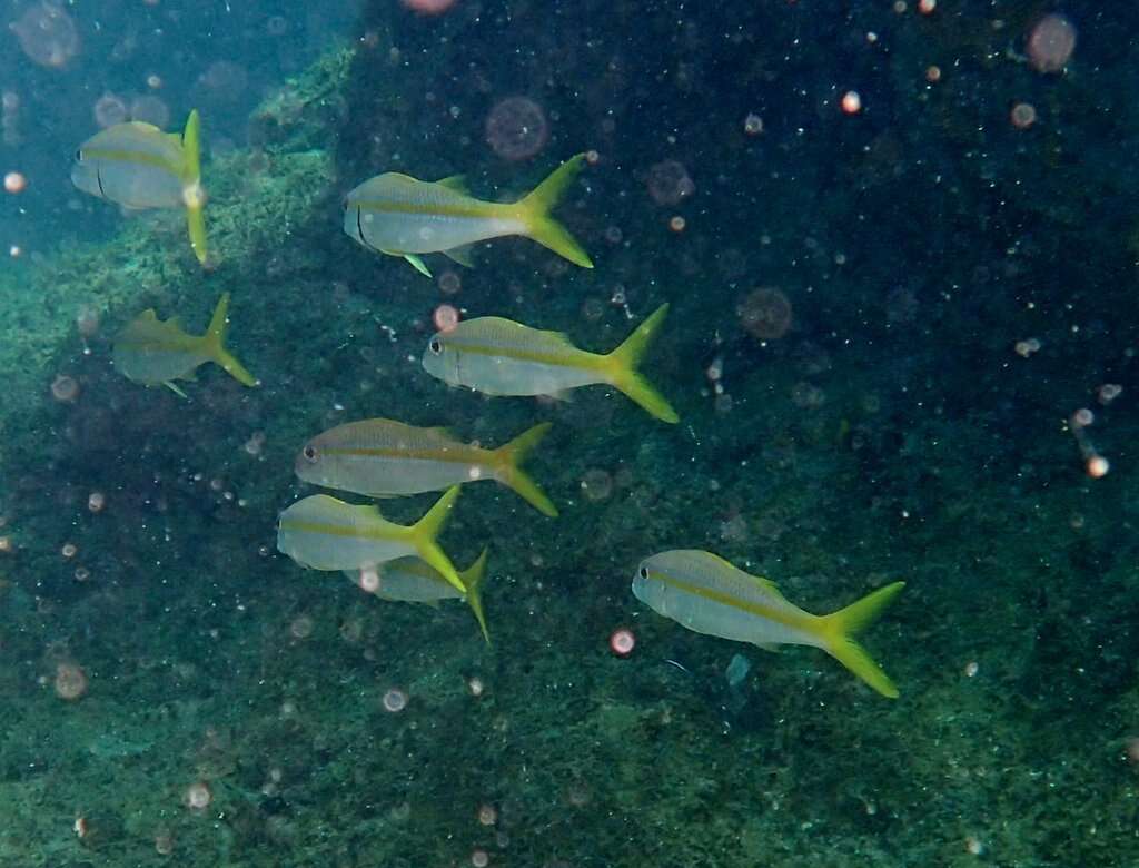 Image of Goatfish