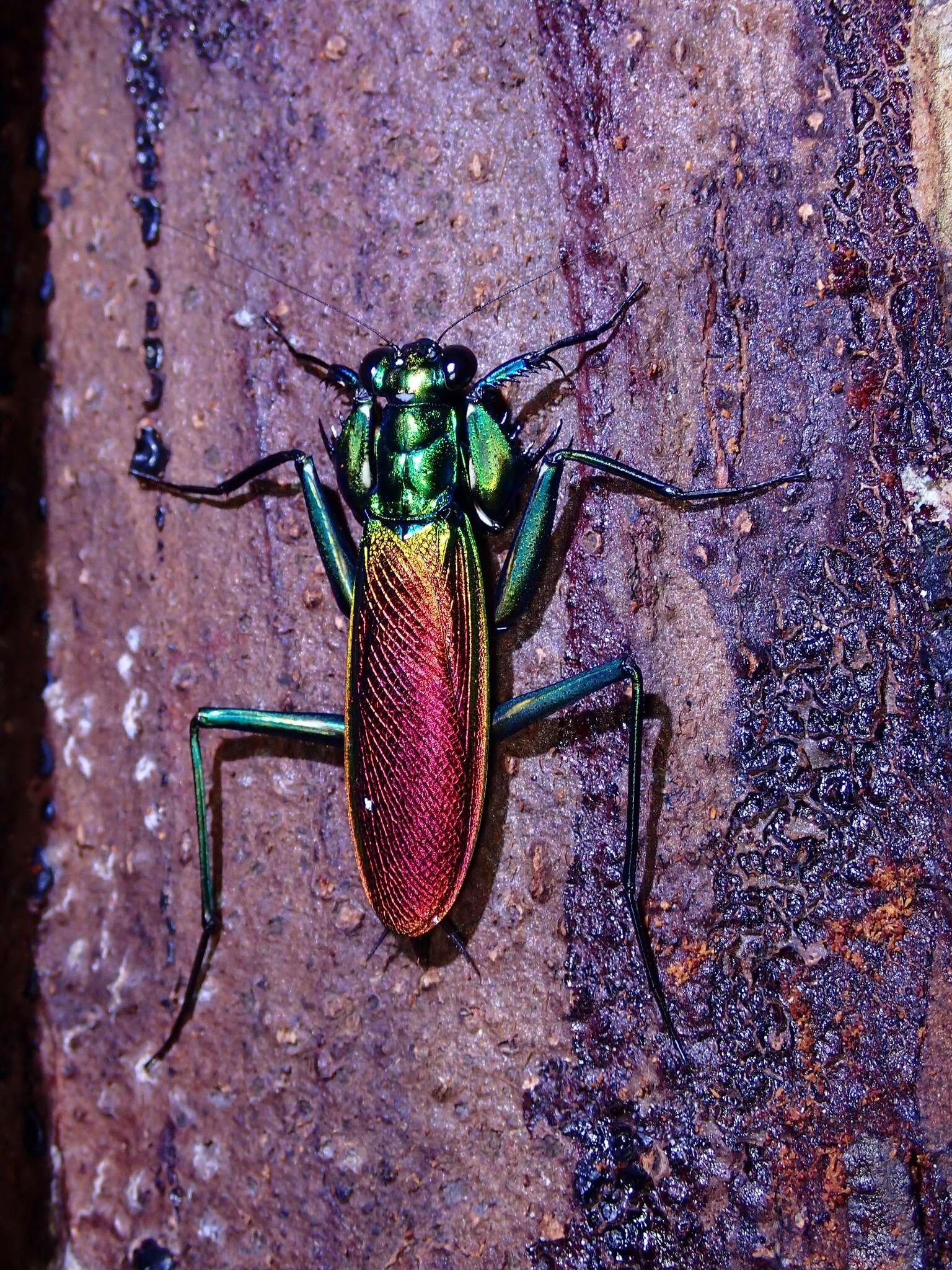 Image of Metallyticus splendidus Westwood 1835