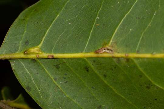 Image of Elattostachys apetala (Labill.) Radlk.