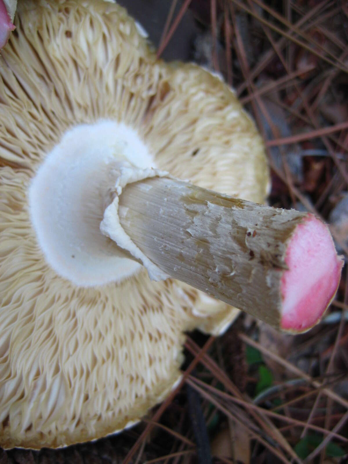 Image of Amanita mutabilis Beardslee 1919