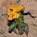 Imagem de Crossandra isaloensis K. Vollesen