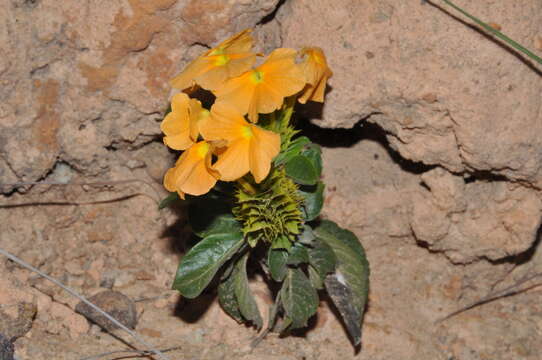 Слика од Crossandra isaloensis K. Vollesen