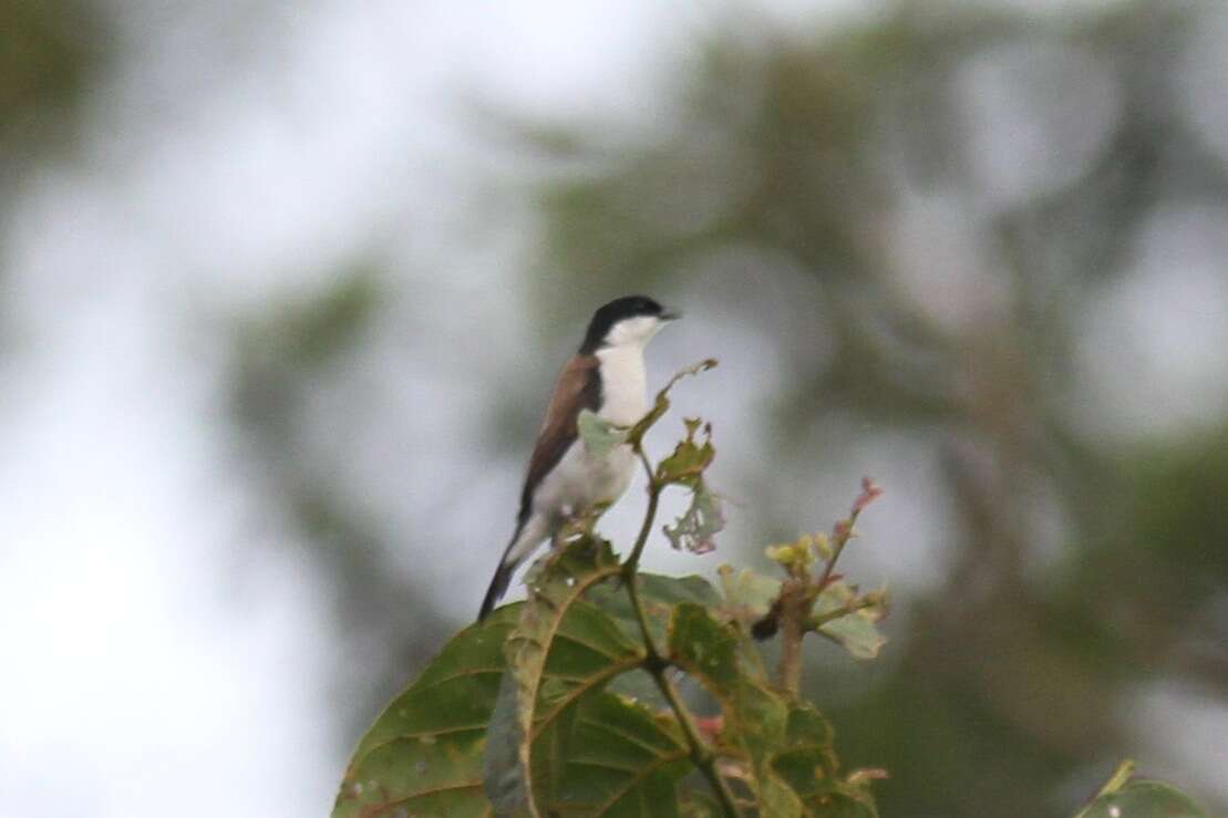 Слика од Nigrita fusconotus Fraser 1843