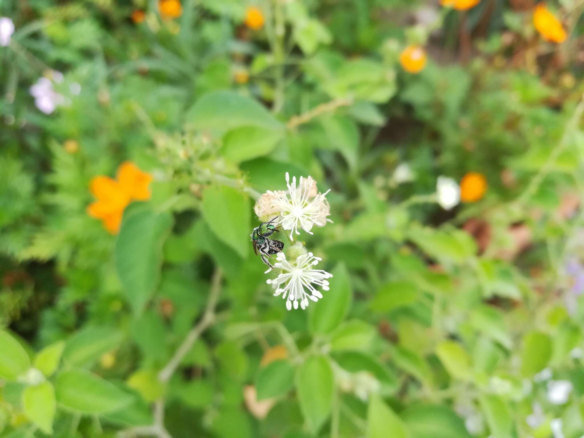 صورة Pseudaugochlora graminea (Fabricius 1804)