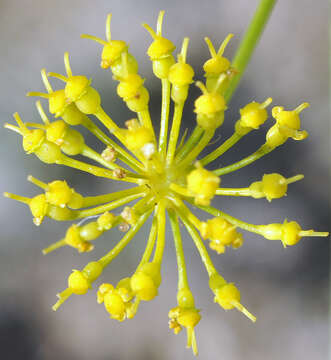 Image of Thapsia tenuifolia Lag.