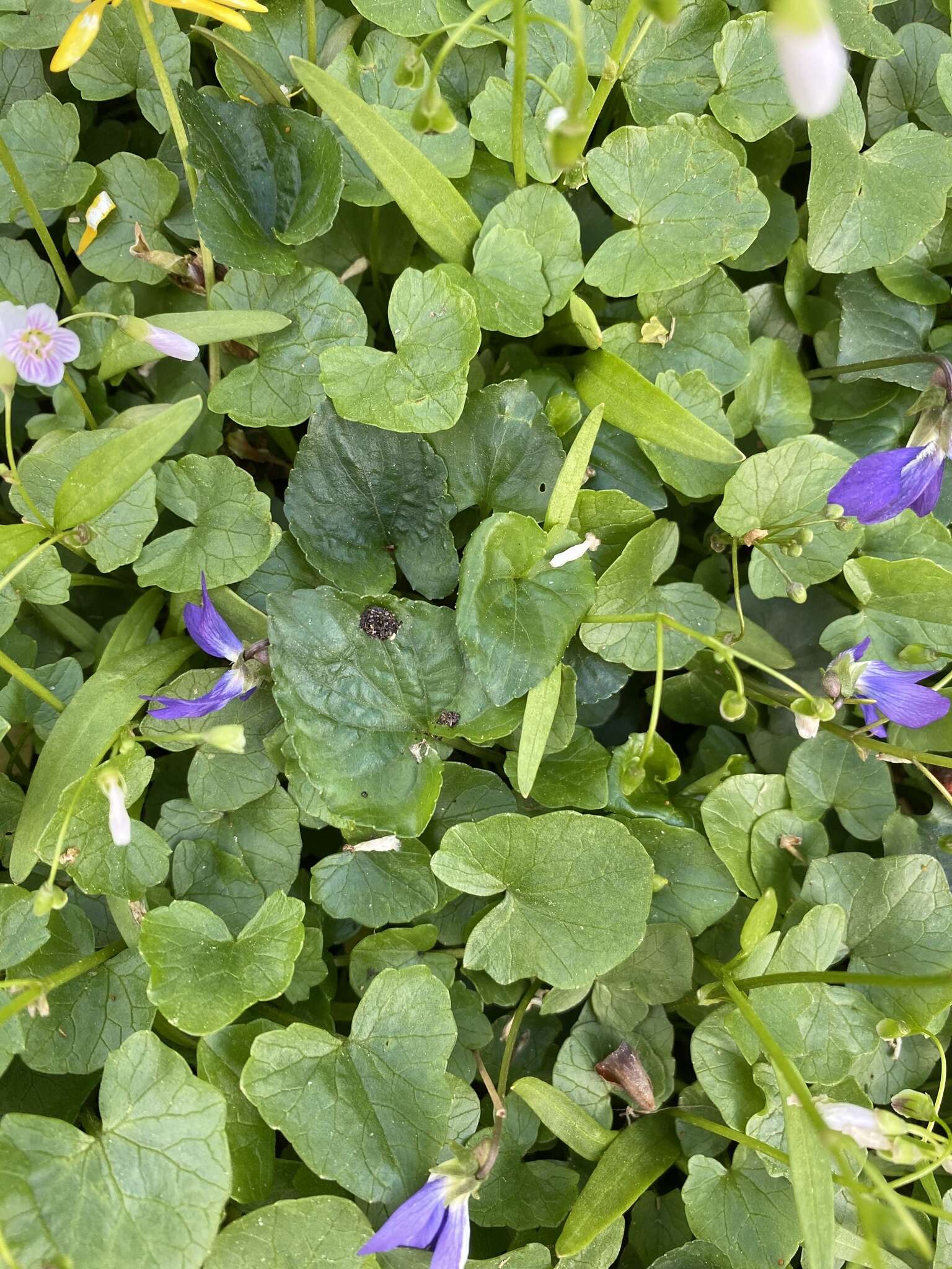 Image of Sand Violet