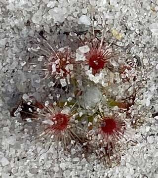 Image de Drosera trichocaulis