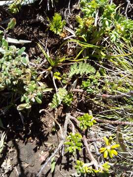 Image of Chaerophyllum eriopodum (DC.) K. F. Chung