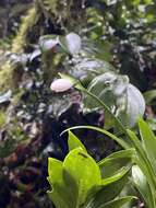 Image de Galanthus woronowii Losinsk.