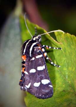 Imagem de Hecatesia thyridion Feisthamel 1839