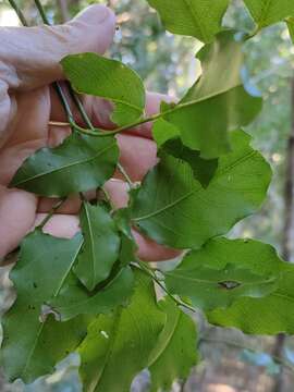 Image of Ventilago pubiflora Francis