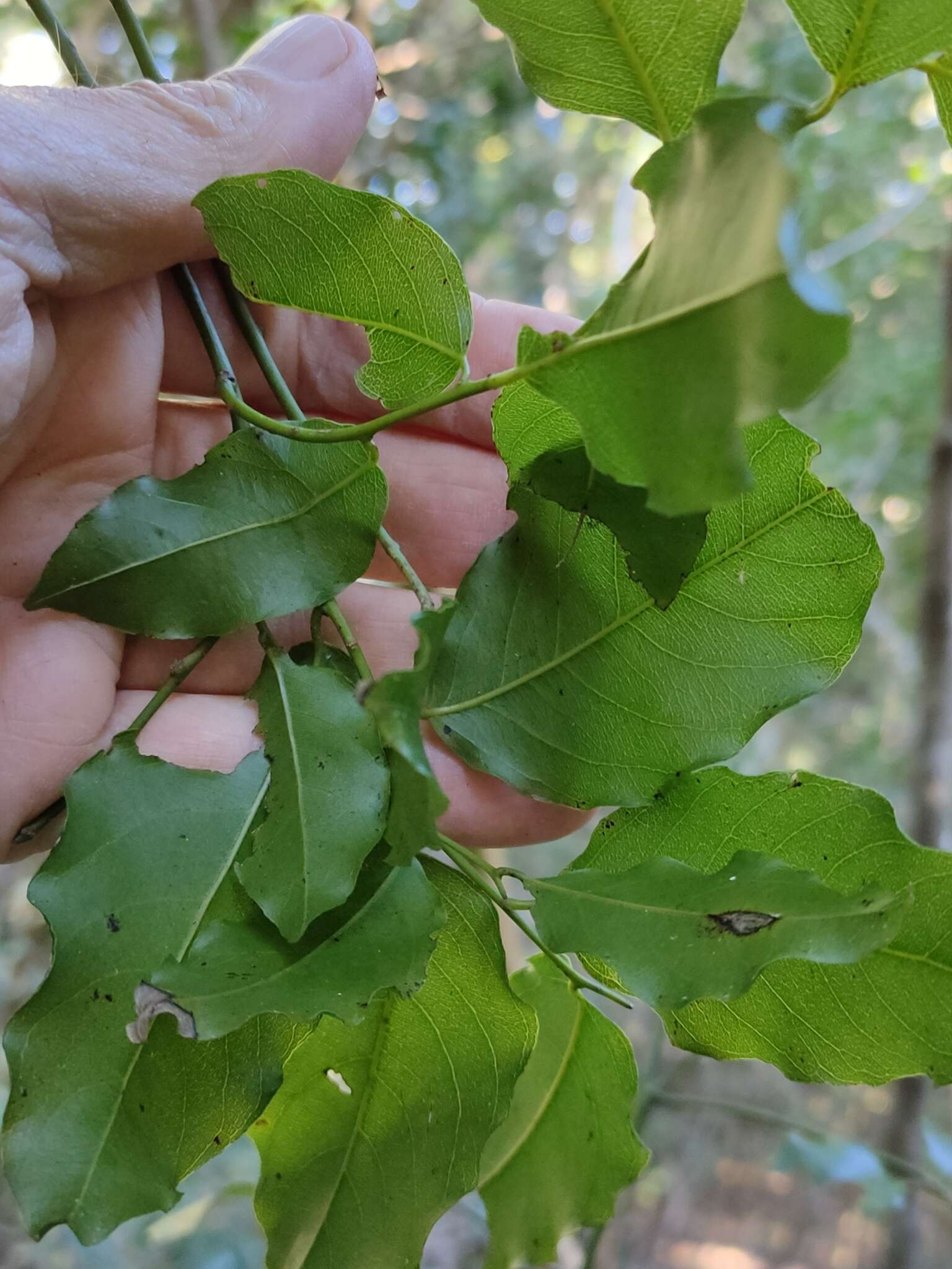 Image of Ventilago pubiflora Francis