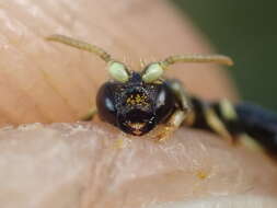 Imagem de Hylaeus cornutus Curtis 1831