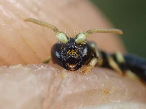 صورة Hylaeus cornutus Curtis 1831