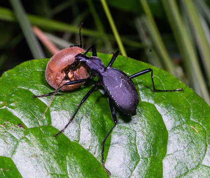 صورة Scaphinotus (Stenocantharus) velutinus (Ménétriés 1843)