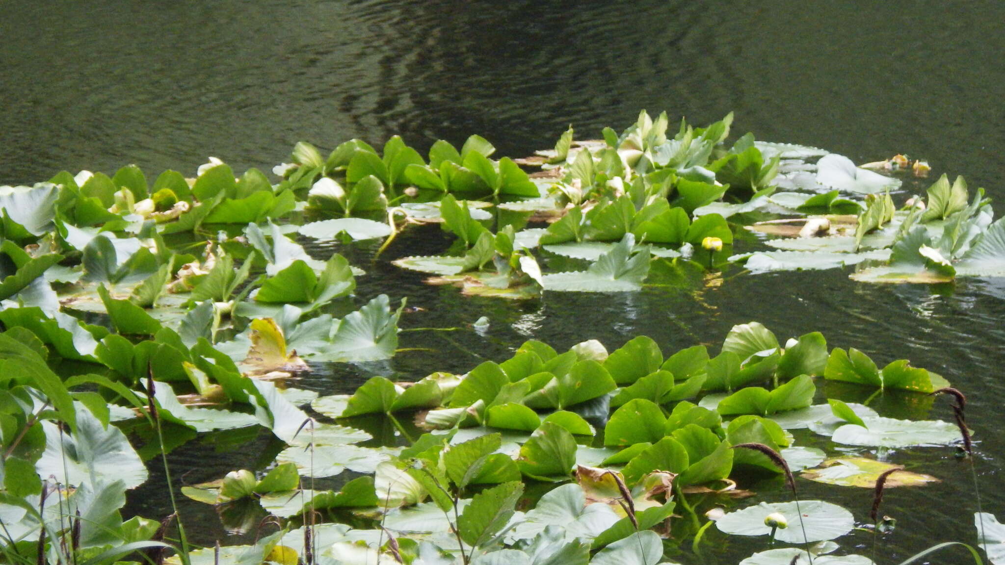 Image de Nuphar polysepala Engelm.