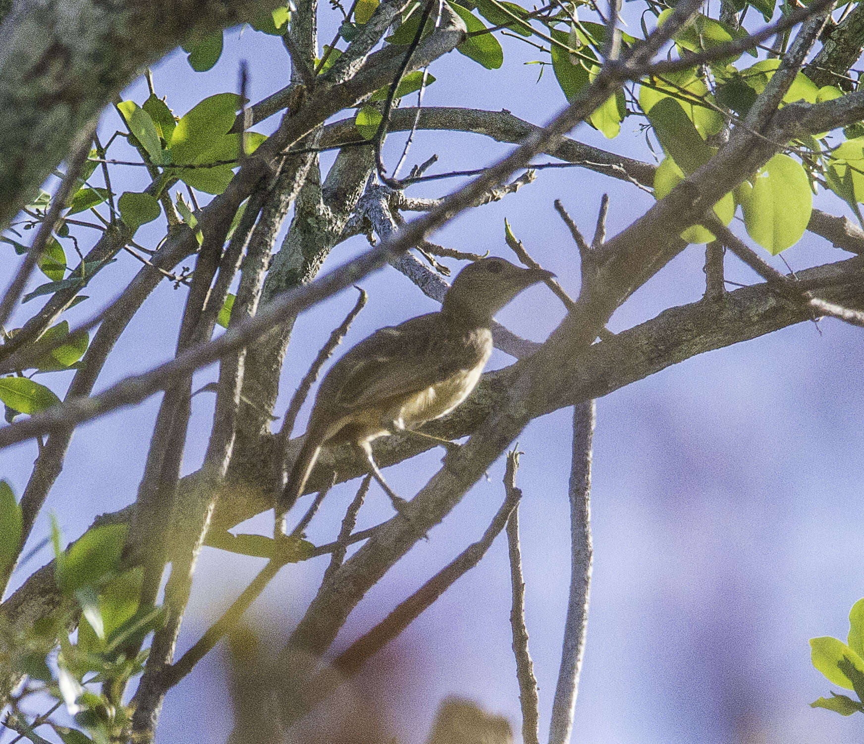 Image of Fawn-breasted Bowerbird