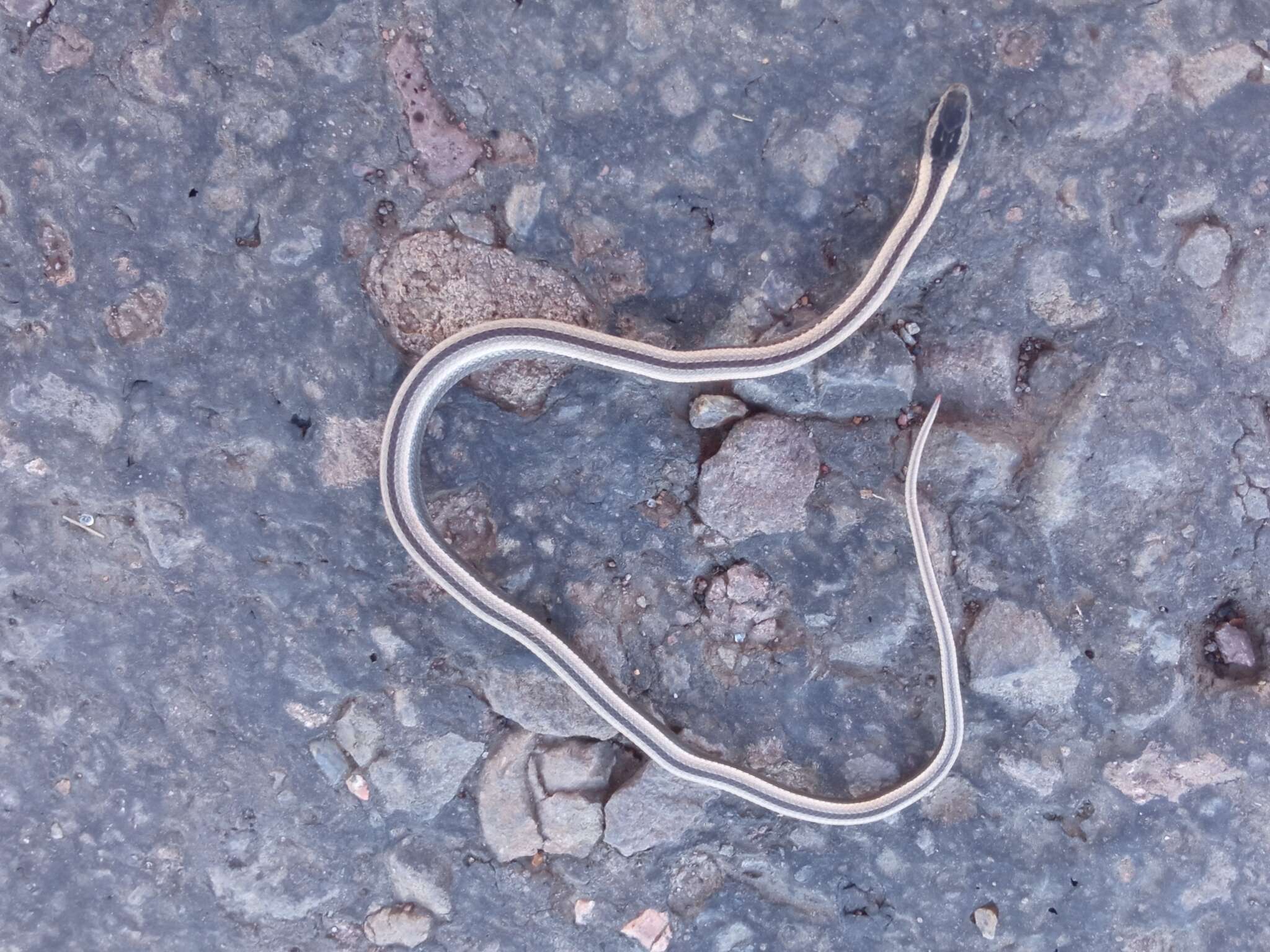 Image of Wide Ground Snake