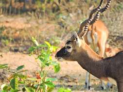 Image de Antilope Pallas 1766