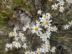 Rhodanthe corymbiflora (Schltdl.) P. G. Wilson的圖片