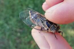 Image of Cicadatra platyptera Fieber 1876