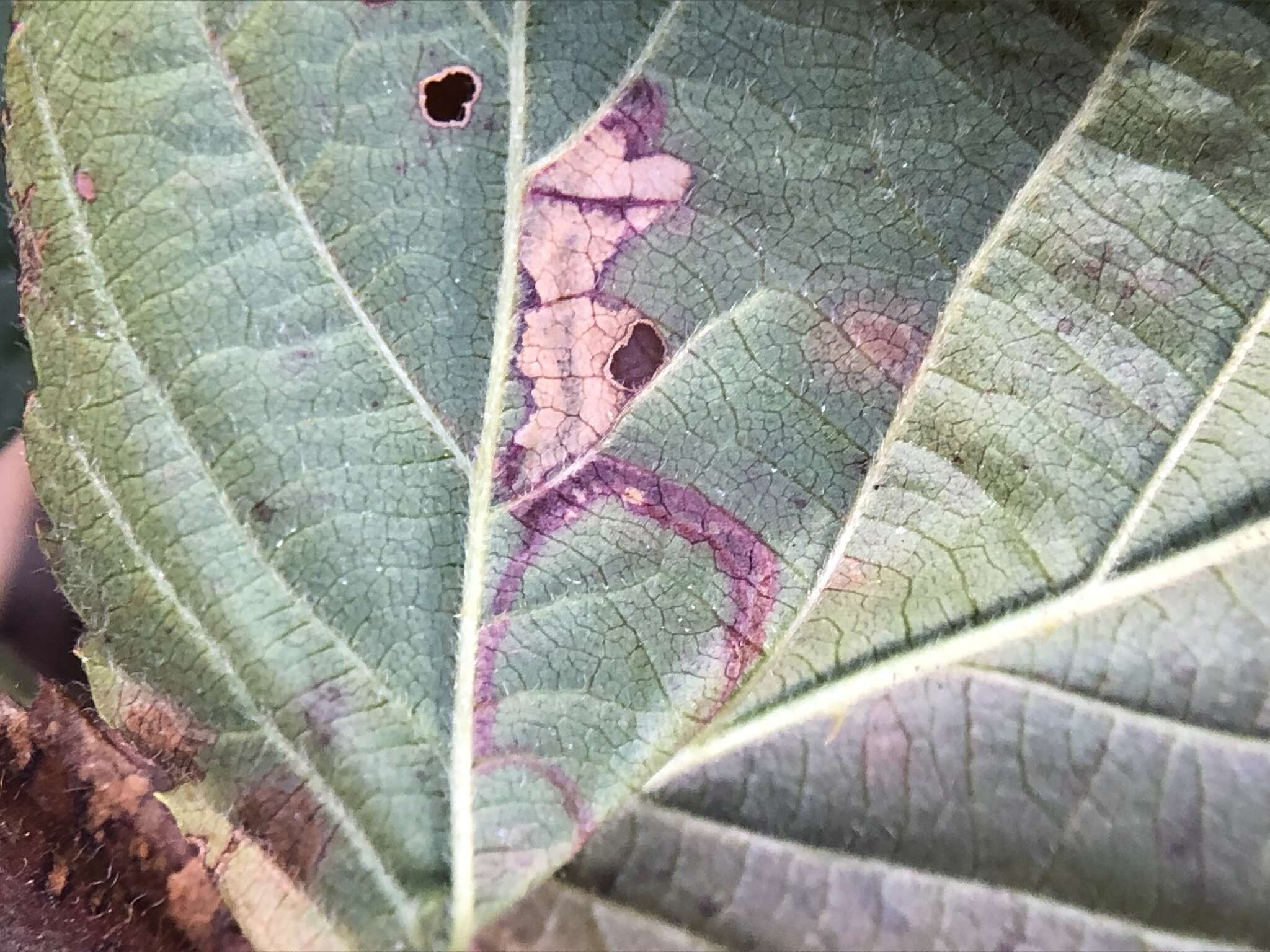 Image of Stigmella villosella (Clemens 1861) Newton et al. 1982