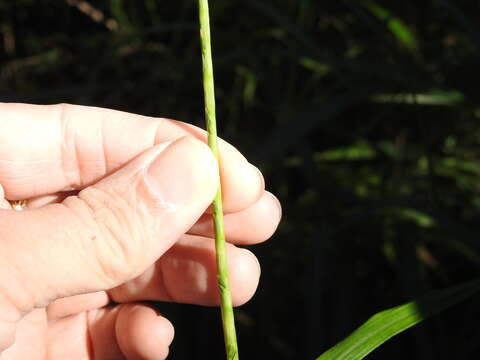 Image of itchgrass