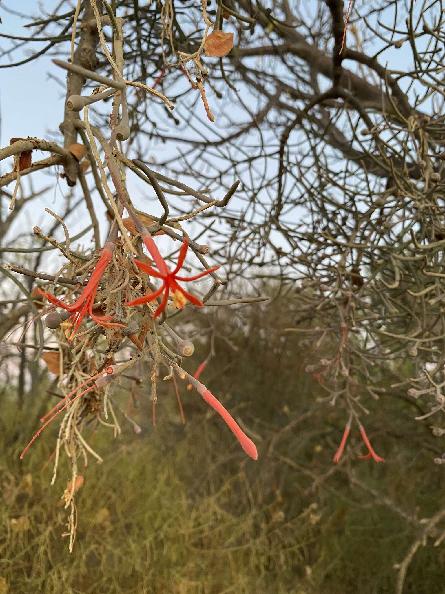 Image of Psittacanthus sonorae (Watson) J. Kuijt