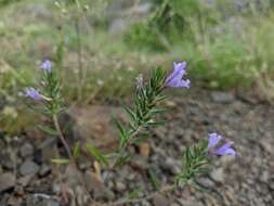 Image of Ziziphora taurica M. Bieb.