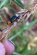 Image of Castiarina kerremansi (Blackburn 1890)