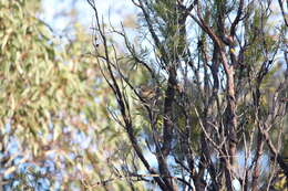 Image of White-browed Scrubwren