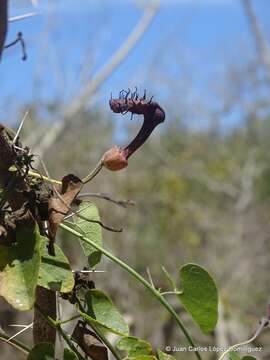 Image of Aristolochia taliscana Hook. & Arn.