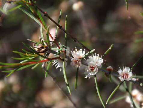 Image of Hypocalymma angustifolium Schau.