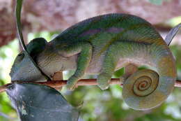 Image of Parson’s chameleon