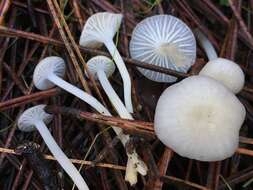 Image of Marasmius calhouniae Singer 1989