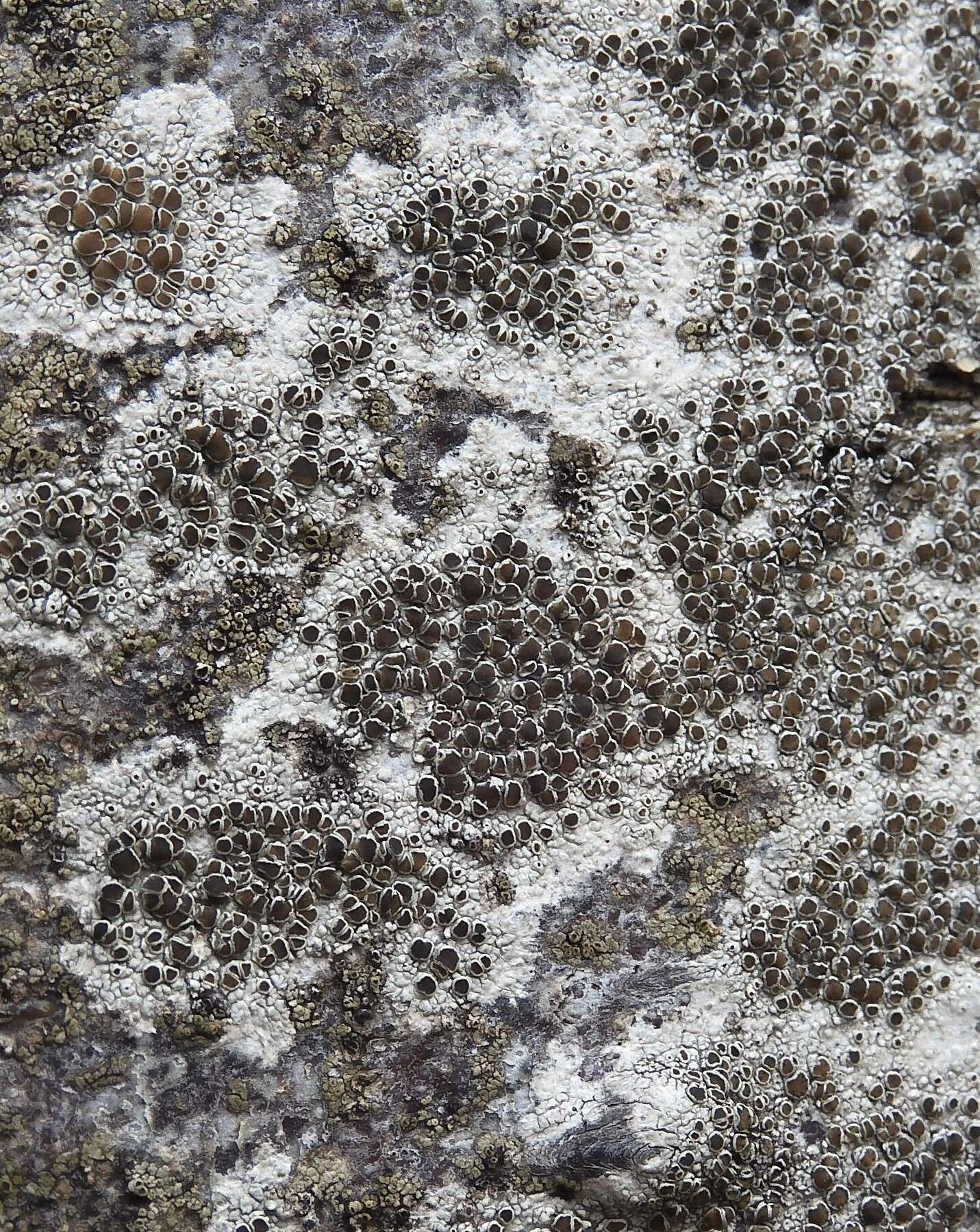 Image of rim lichen