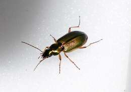 Image of Agonum (Agonum) marginatum (Linnaeus 1758)