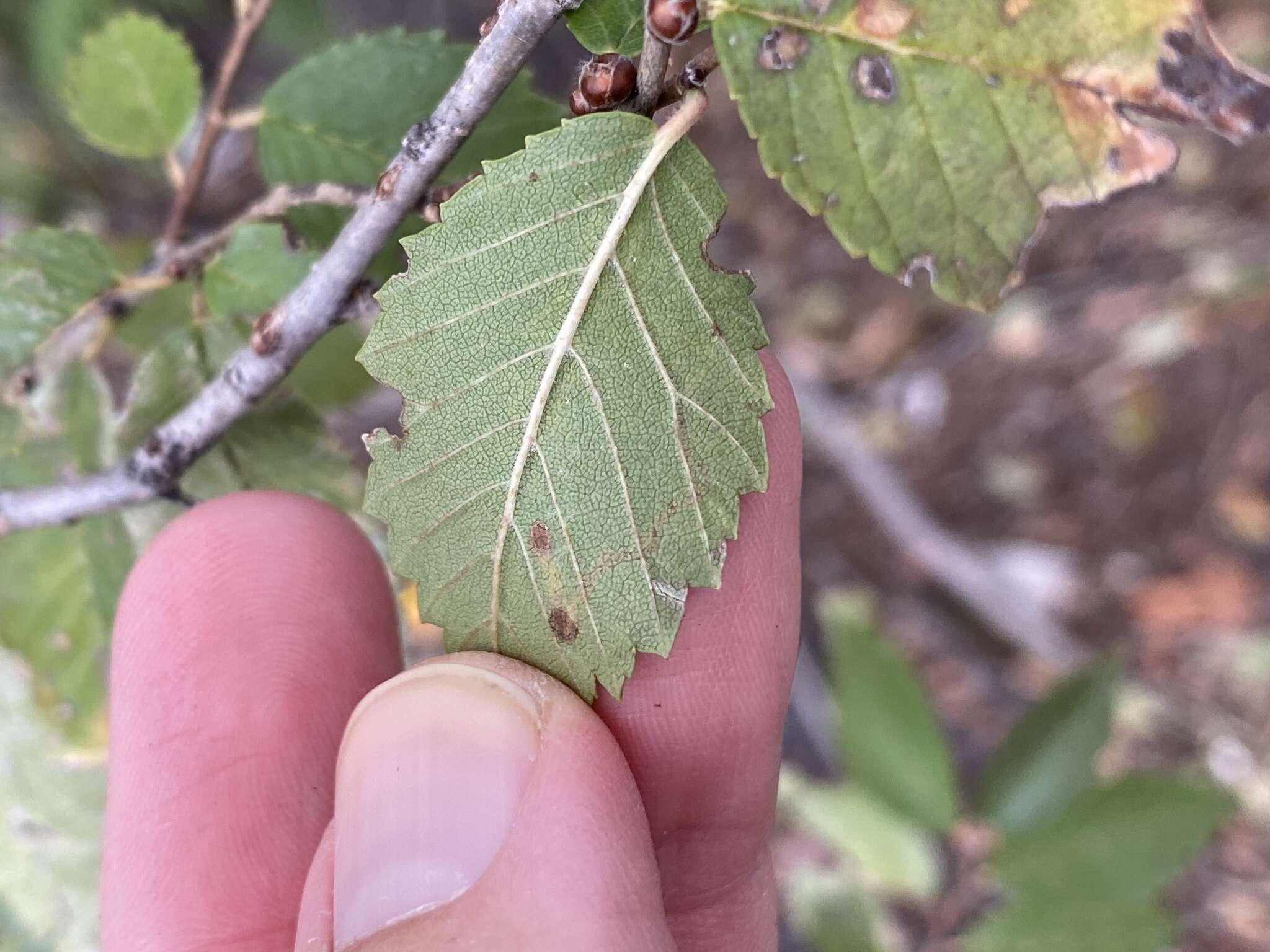 Stigmella multispicata Rociene & Stonis ex Stonis & Rociene 2014的圖片