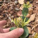 صورة Astragalus asclepiadoides M. E. Jones