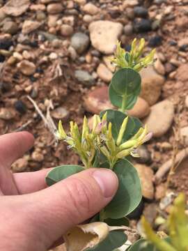 Image de Astragalus asclepiadoides M. E. Jones