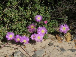 Imagem de Lampranthus falciformis var. falciformis