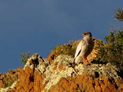 Image of Melierax canorus canorus (Thunberg 1799)