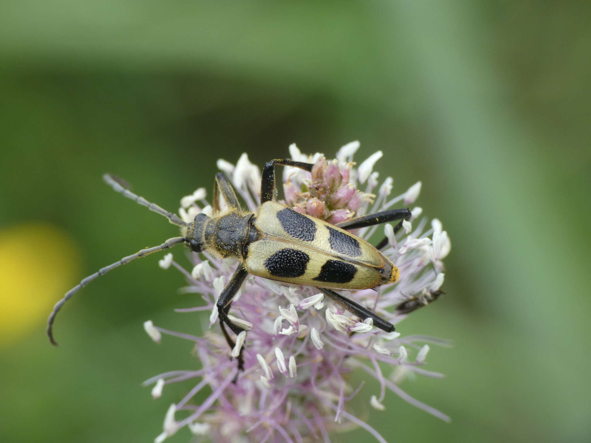 Image of Pachyta quadrimaculata (Linné 1758)