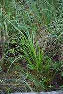 Image of Cyperus Sedge