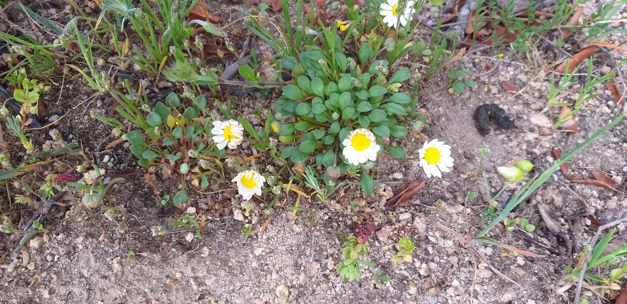 Image de Bellium fausse pâquerette