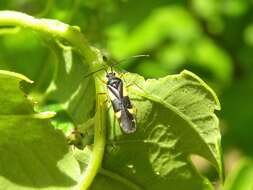 Image of Dryophilocoris