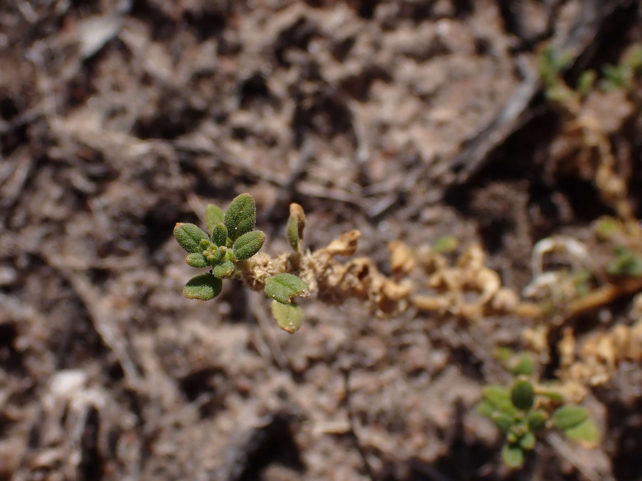 Sivun Dysphania cristata (F. Müll.) Mosyakin & Clemants kuva