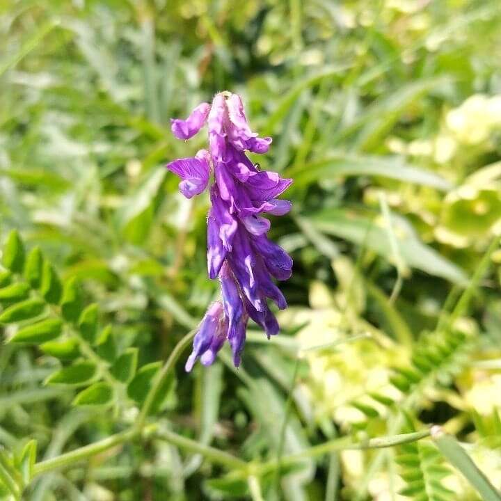 Imagem de Vicia cracca subsp. incana (Gouan) Rouy